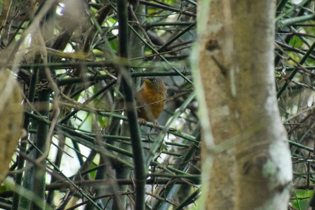 サビイロヤブチメドリ - ML646687711