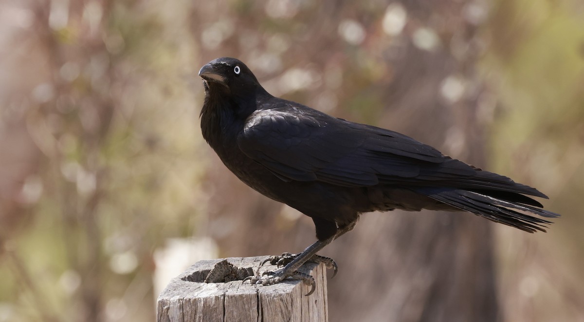 ミナミコワタリガラス - ML646687712