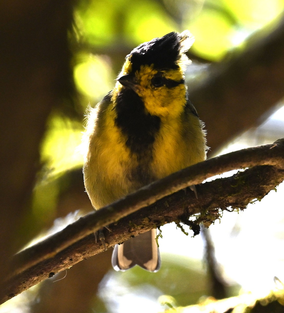 セボシカンムリガラ - ML646687713