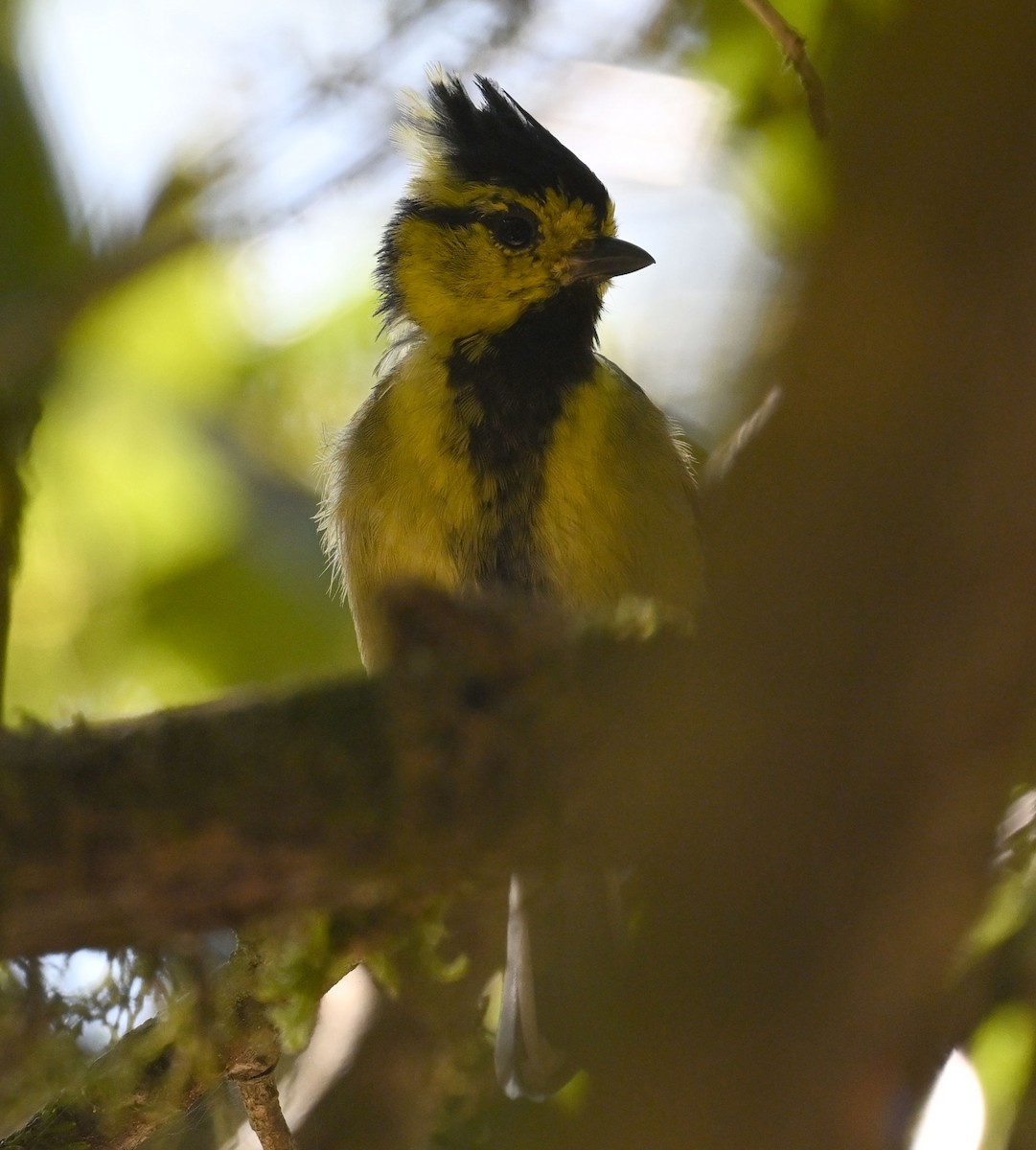 セボシカンムリガラ - ML646687714