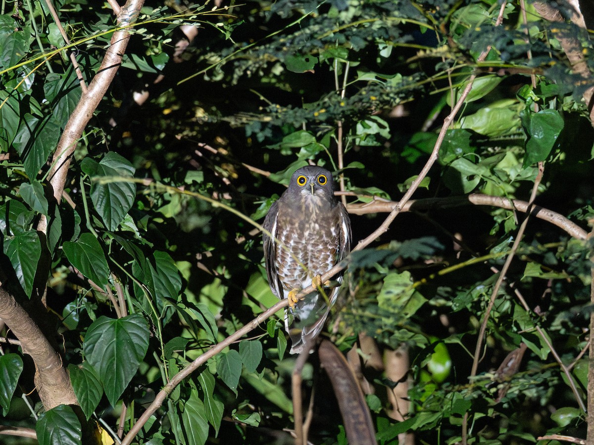 チャイロアオバズク - ML646687715