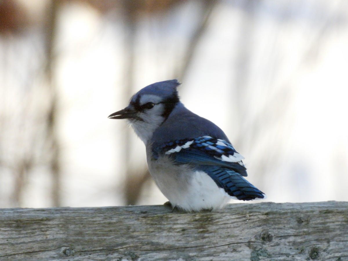 アオカケス - ML646687716