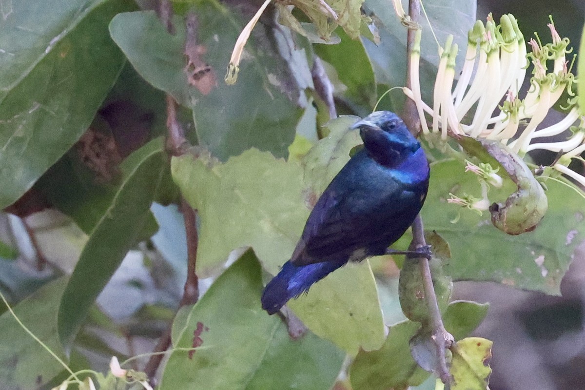 ムラサキタイヨウチョウ - ML646687717