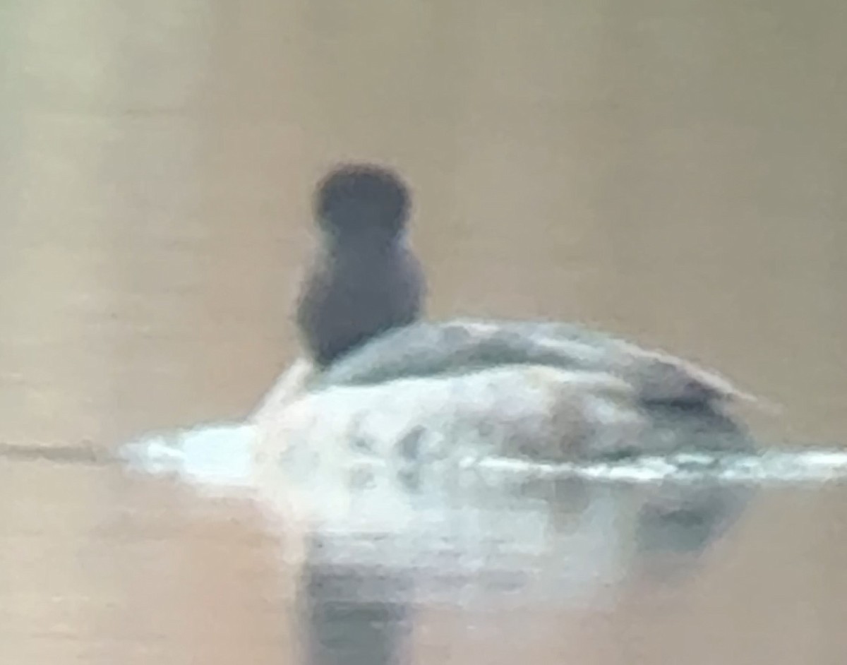 Greater Scaup - ML646687718