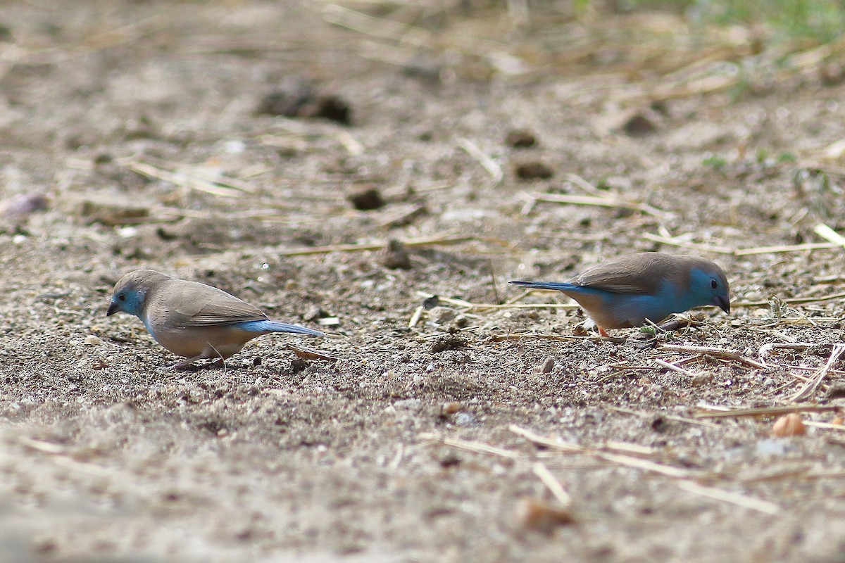 フナシセイキチョウ - ML646687719