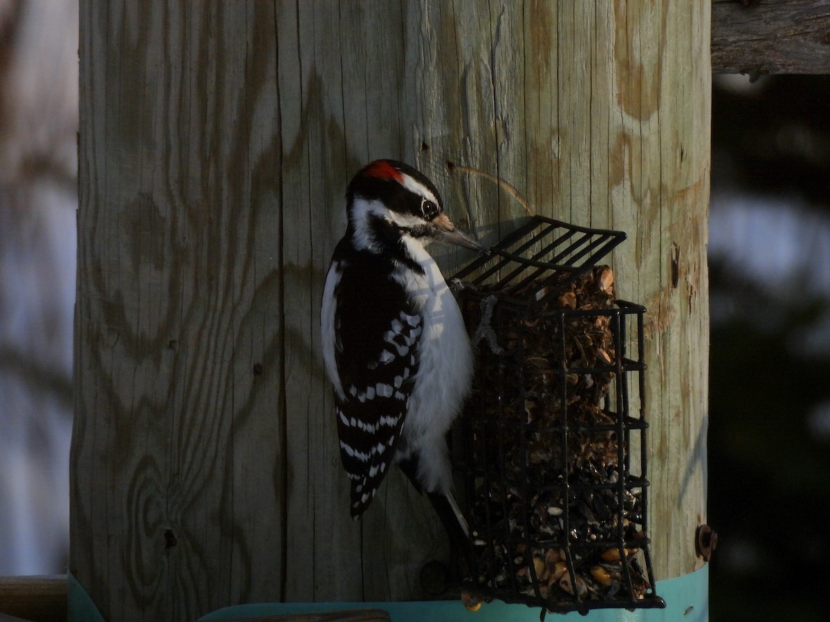 セジロアカゲラ - ML646687722