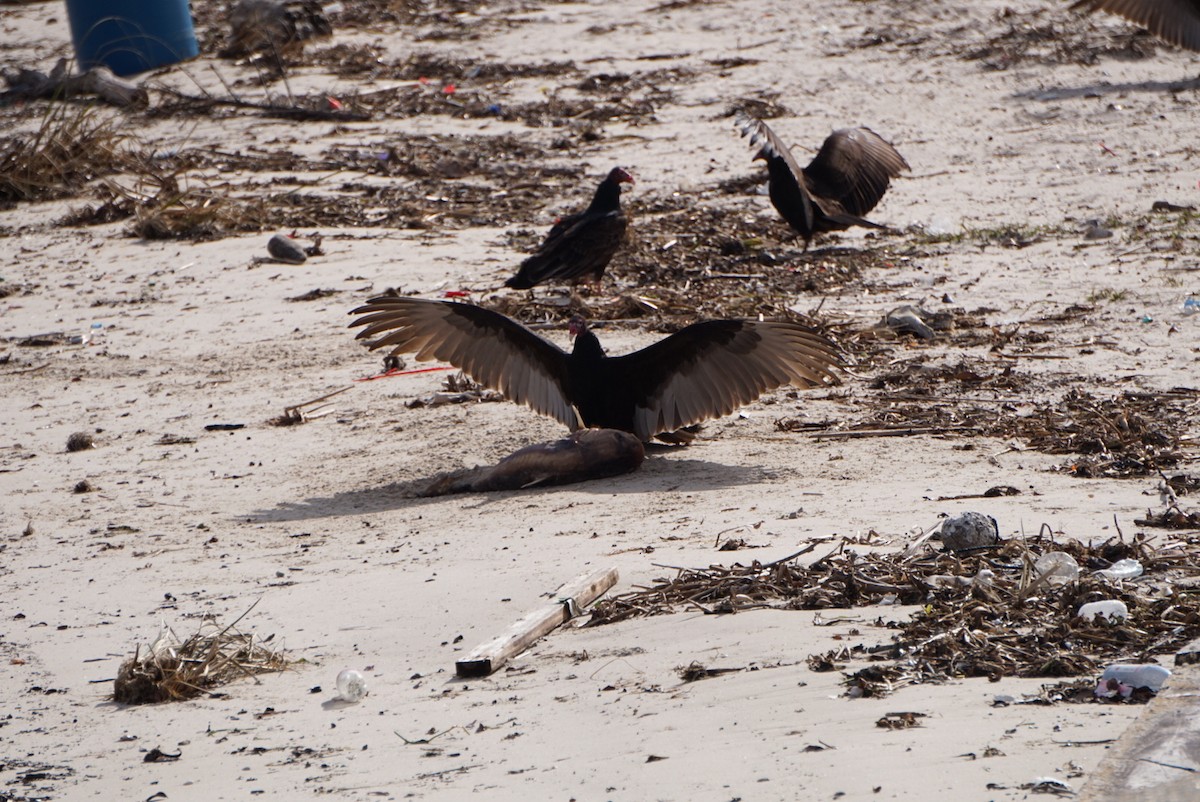 ヒメコンドル - ML646687724