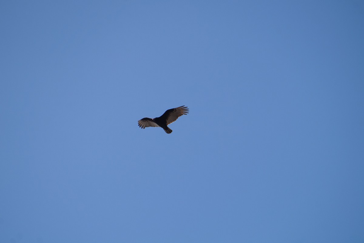 ヒメコンドル - ML646687725