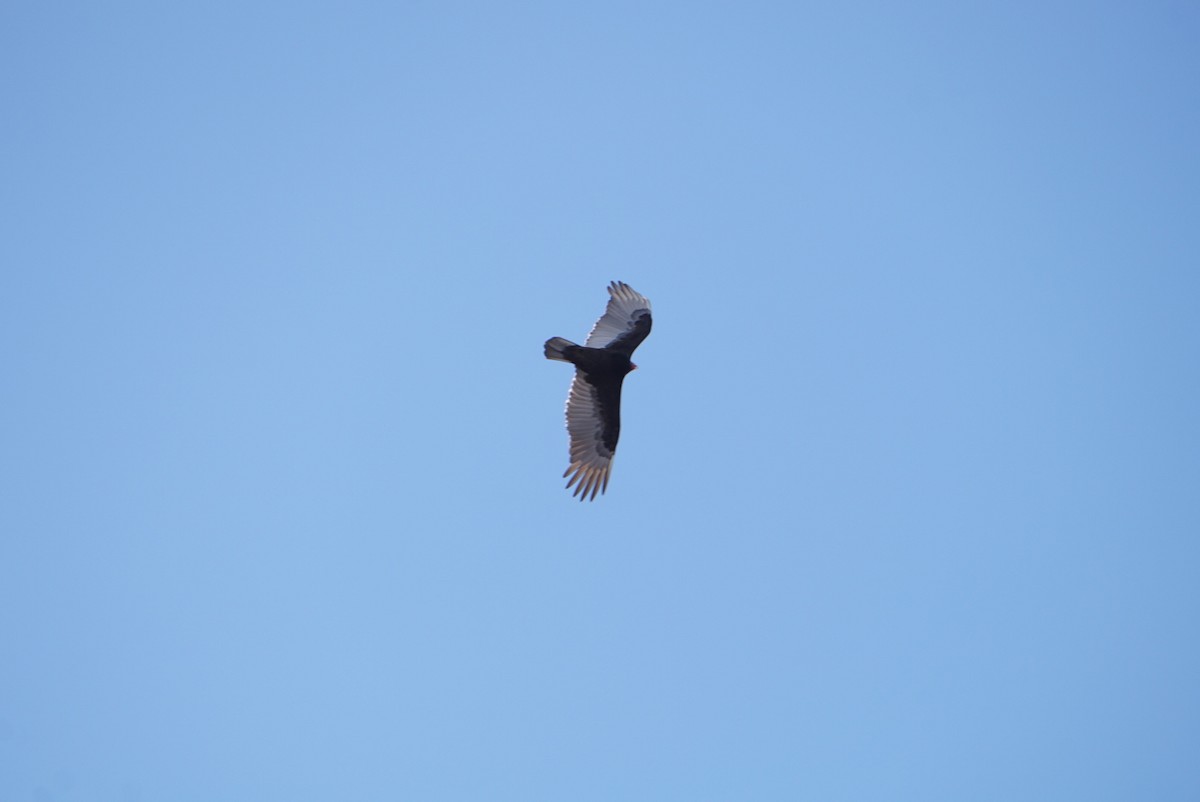 ヒメコンドル - ML646687726