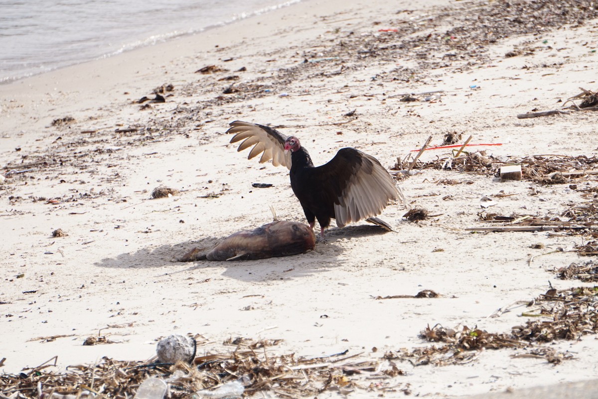 ヒメコンドル - ML646687727