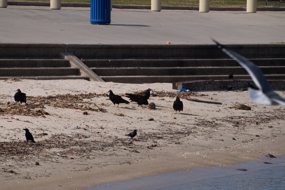 ヒメコンドル - ML646687728