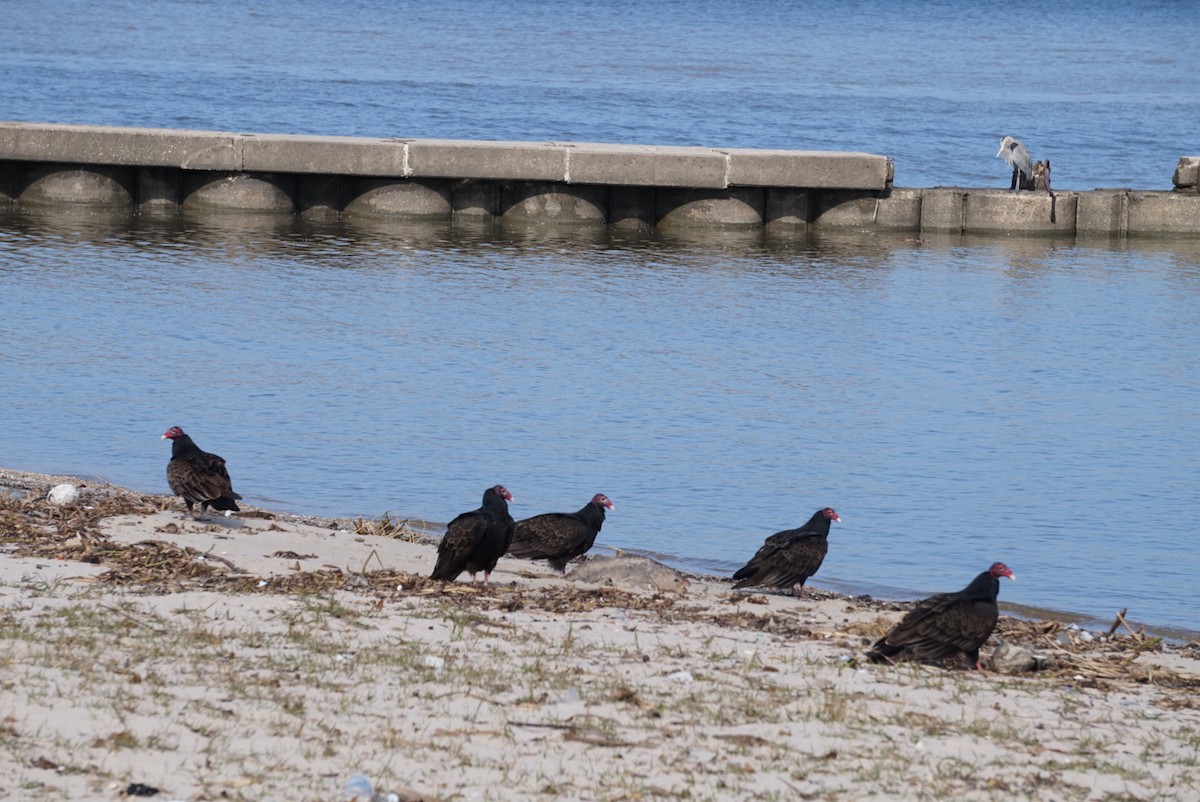 ヒメコンドル - ML646687729