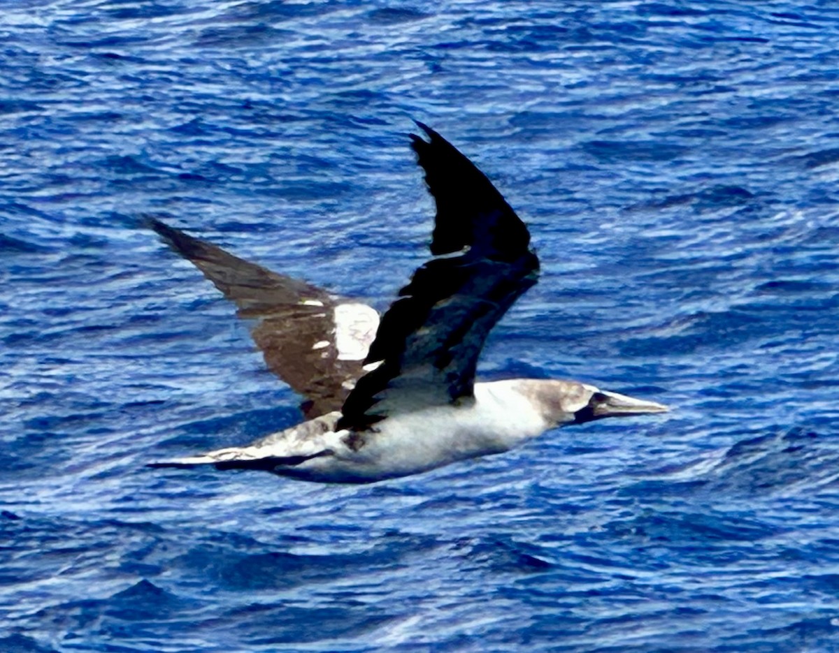 アオツラカツオドリ - ML646687730