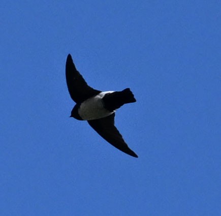 ノドグロイワツバメ - ML646687731