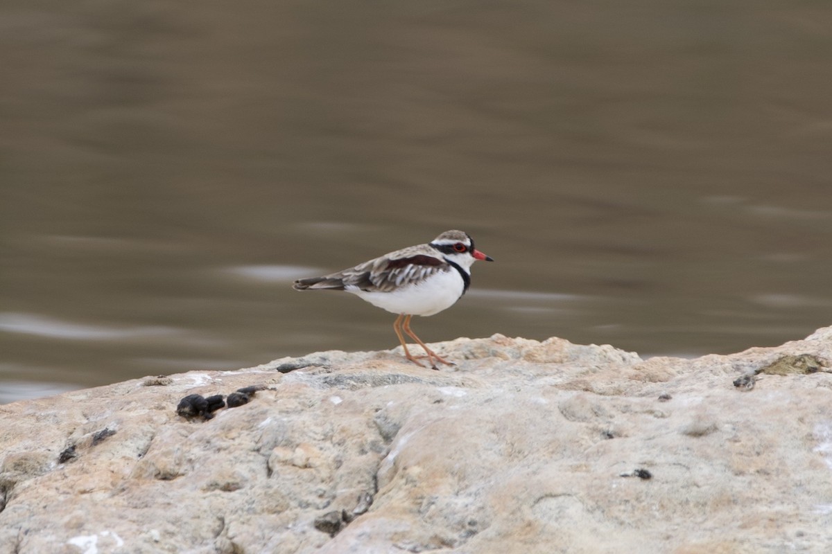 カタアカチドリ - ML646687733