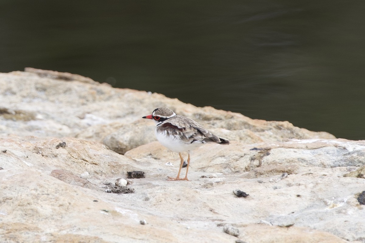 カタアカチドリ - ML646687734