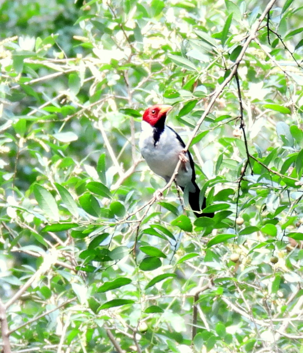 キバシコウカンチョウ - ML646687736