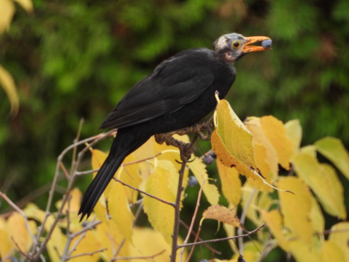 ニシクロウタドリ - ML646687737