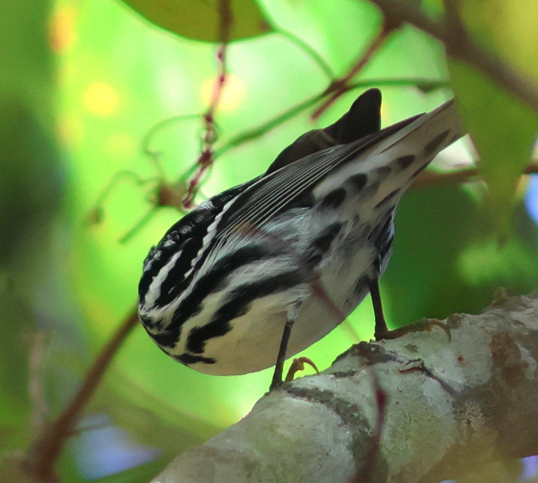 lesňáček černobílý - ML646687738