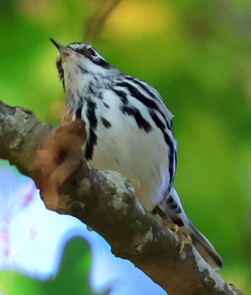 lesňáček černobílý - ML646687739