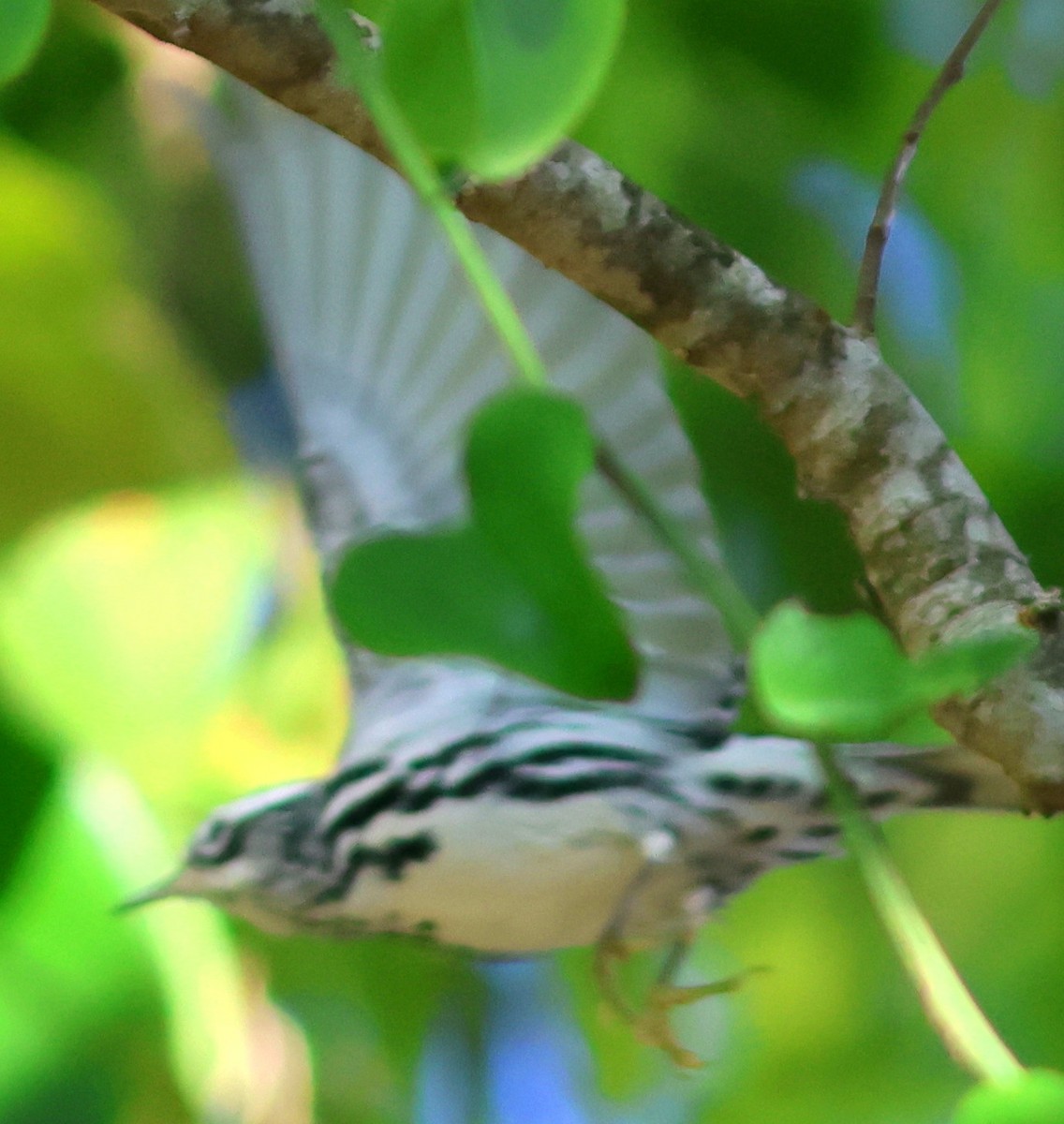 lesňáček černobílý - ML646687740