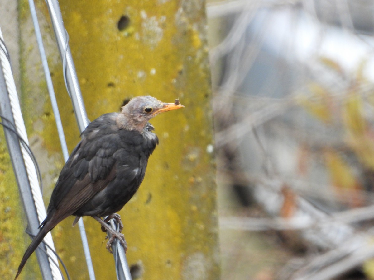 ニシクロウタドリ - ML646687741