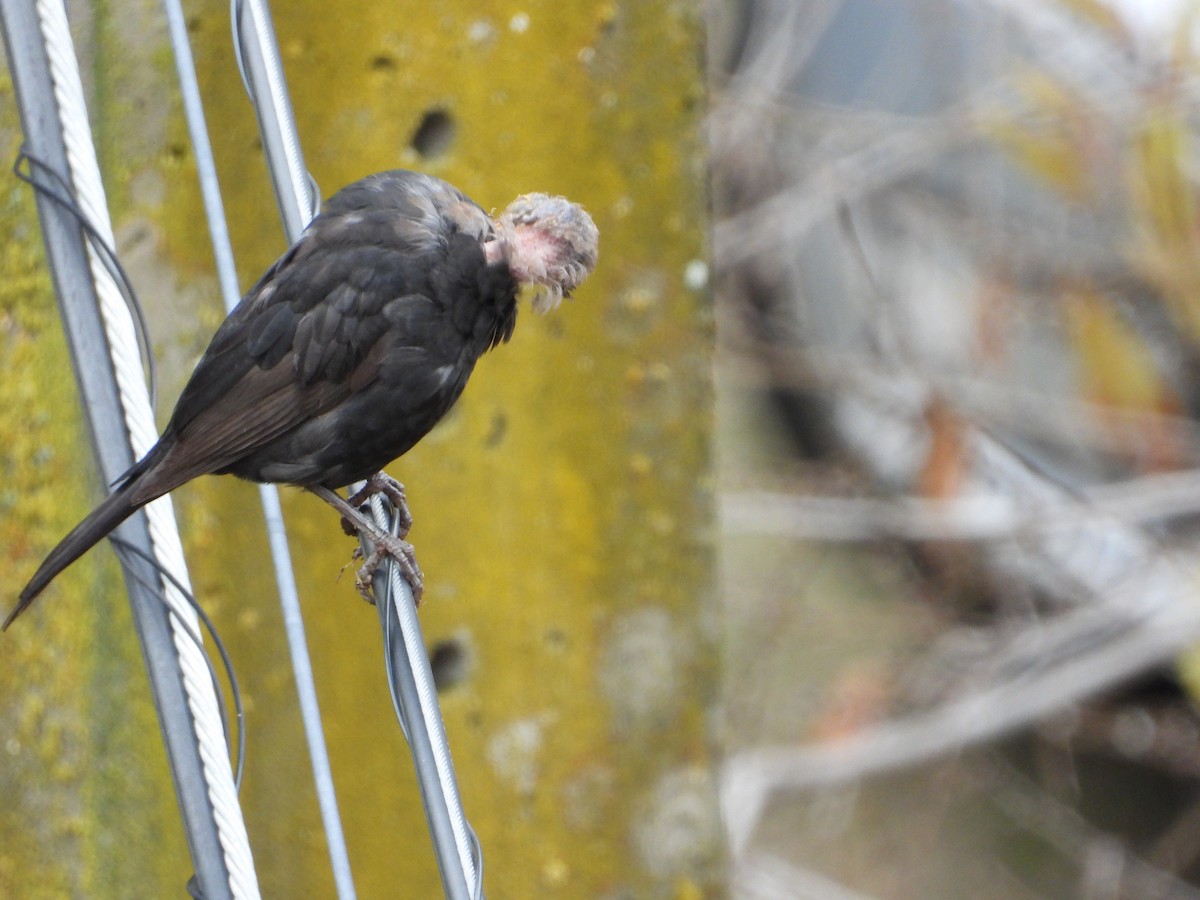 ニシクロウタドリ - ML646687742