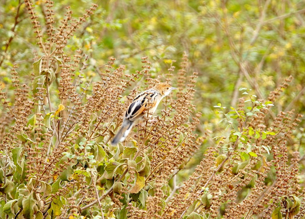 Winding Cisticola - ML646687744