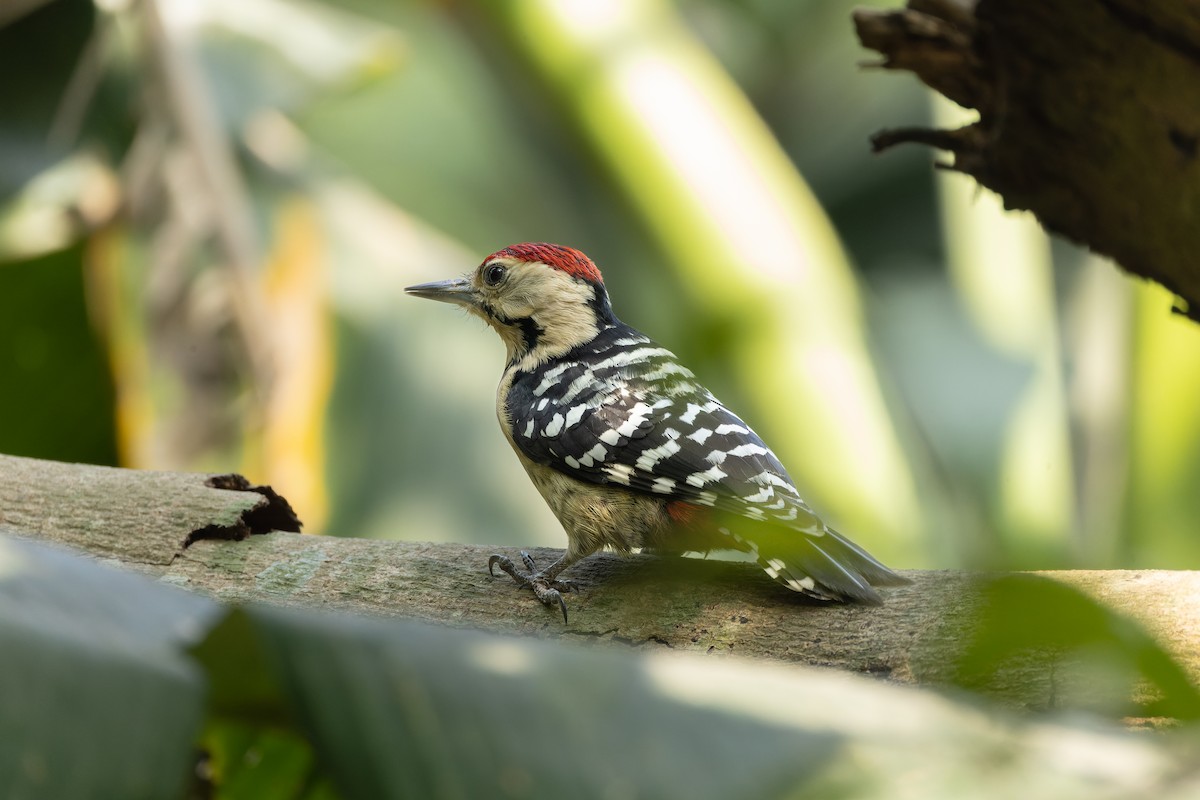 Fulvous-breasted Woodpecker - ML646687757