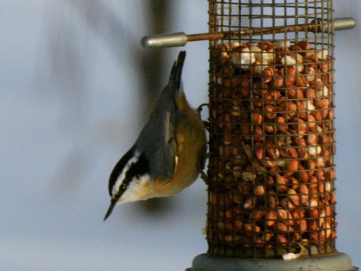 Red-breasted Nuthatch - ML646687761