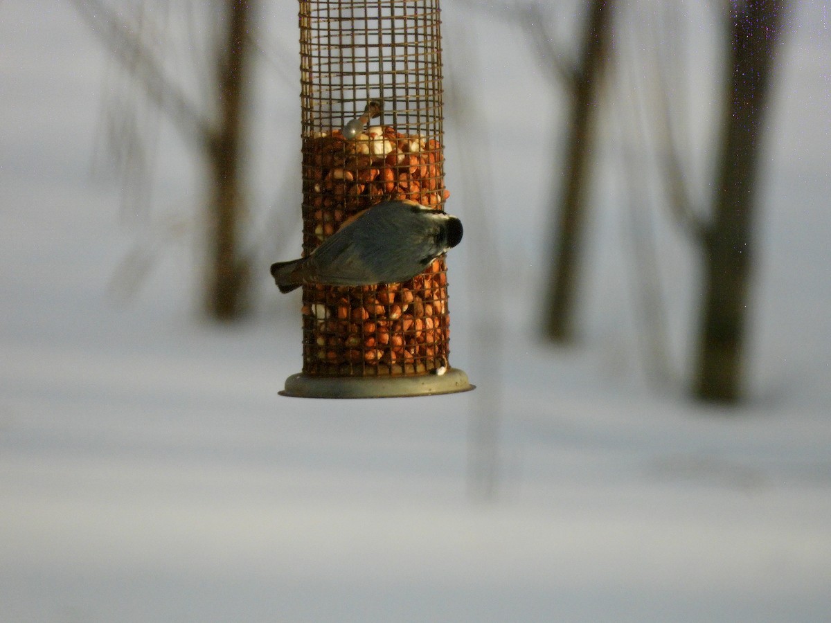 Red-breasted Nuthatch - ML646687762