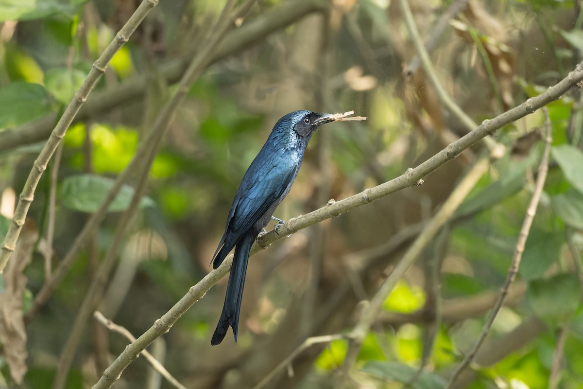 Bronzed Drongo - ML646687768