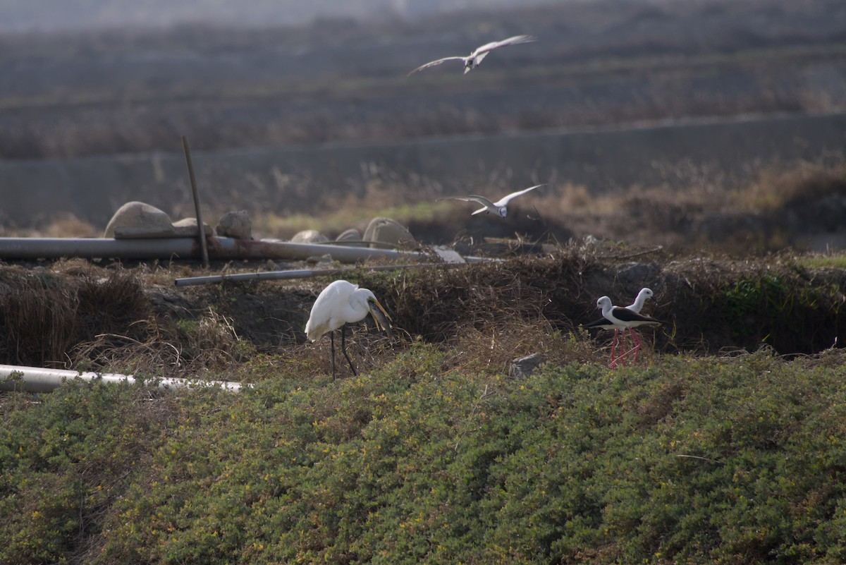 Great Egret - ML646687769