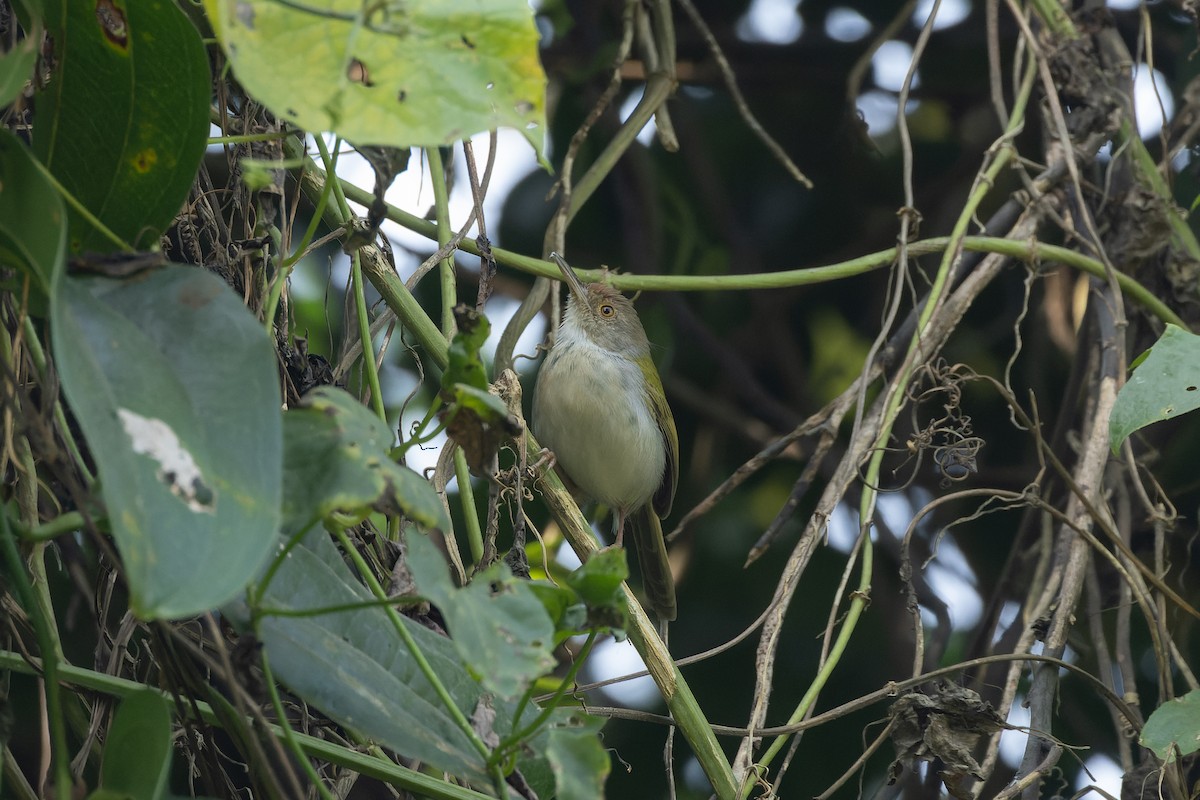 Common Tailorbird - ML646687772