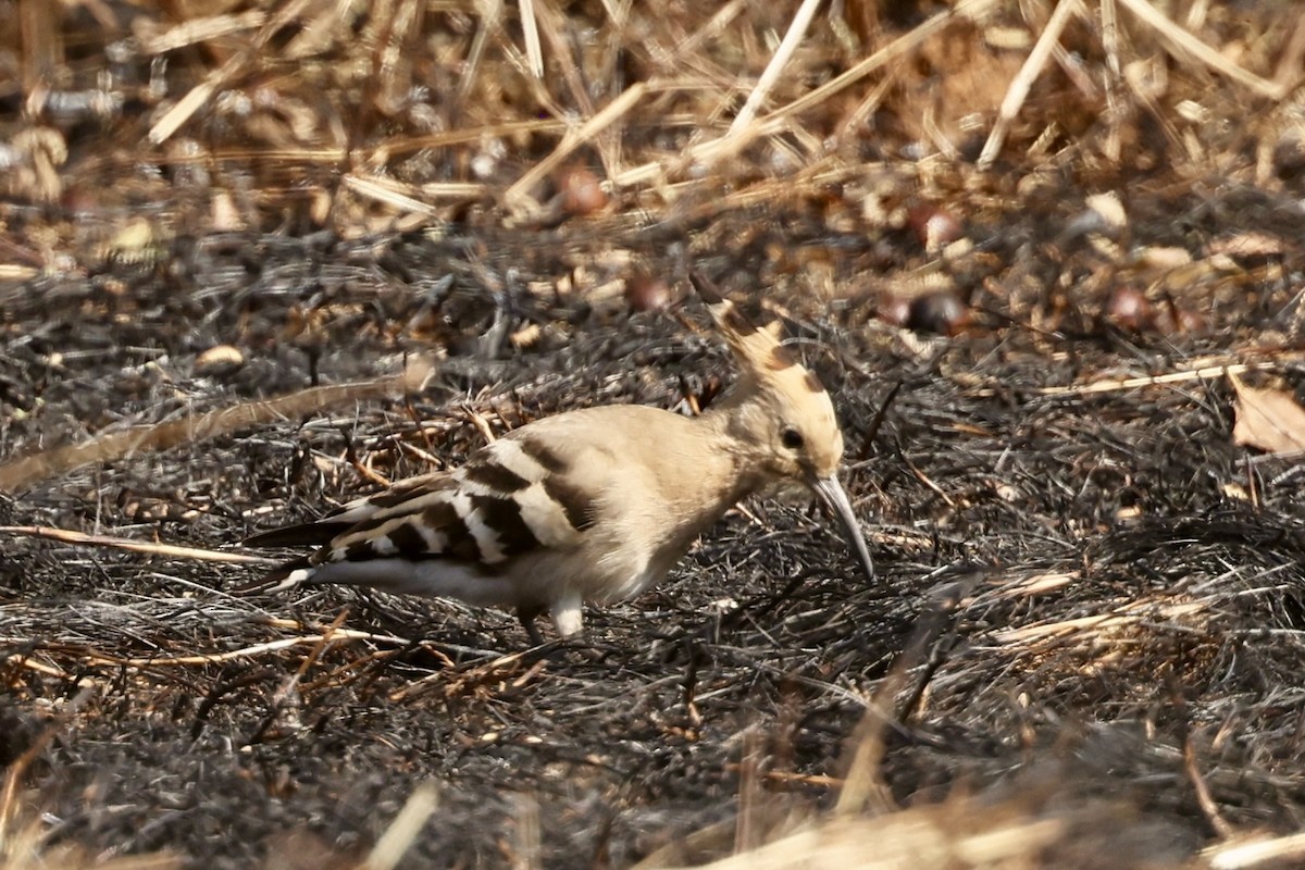 Common Hoopoe - ML646687773