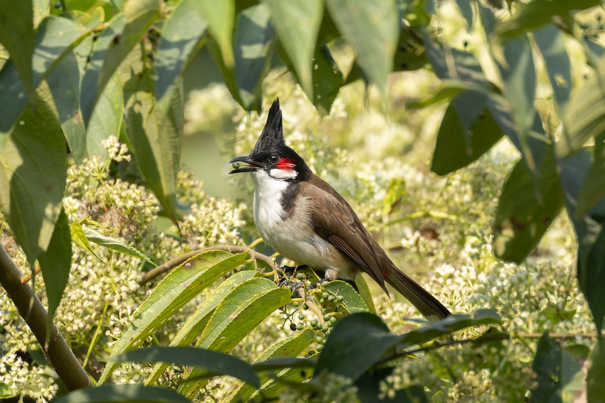 Red-whiskered Bulbul - ML646687774
