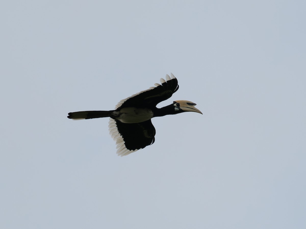 Oriental Pied-Hornbill - ML646687775