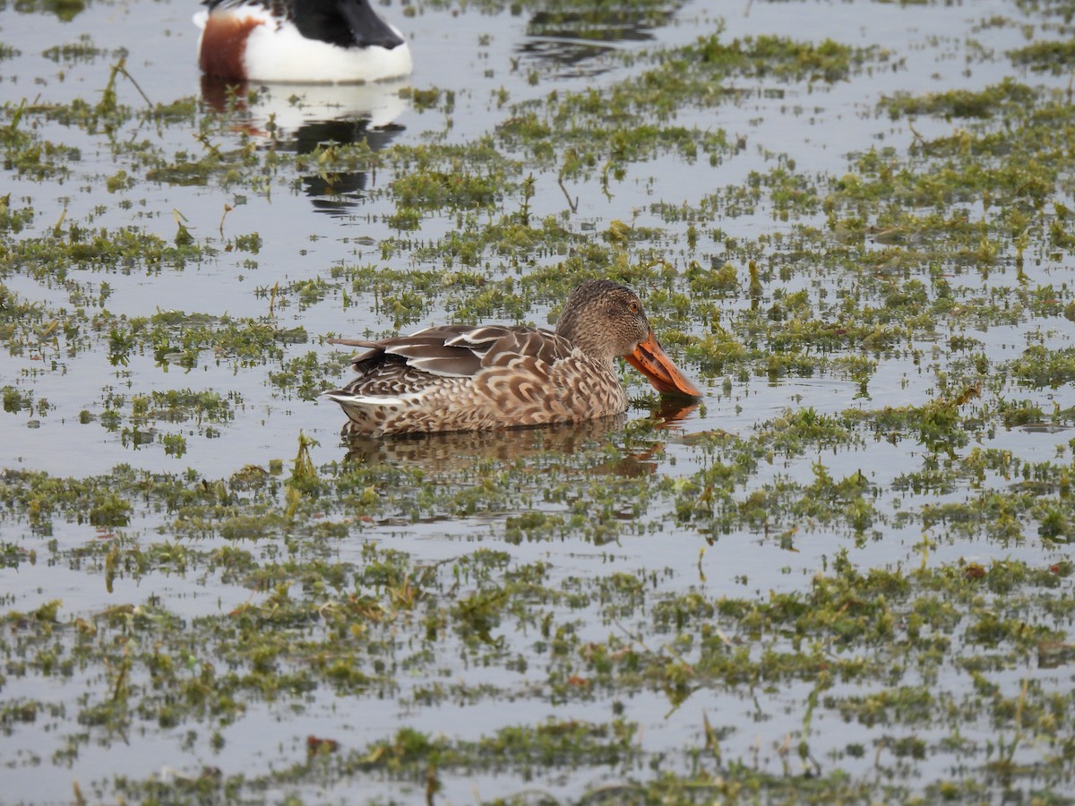 Northern Shoveler - ML646687777