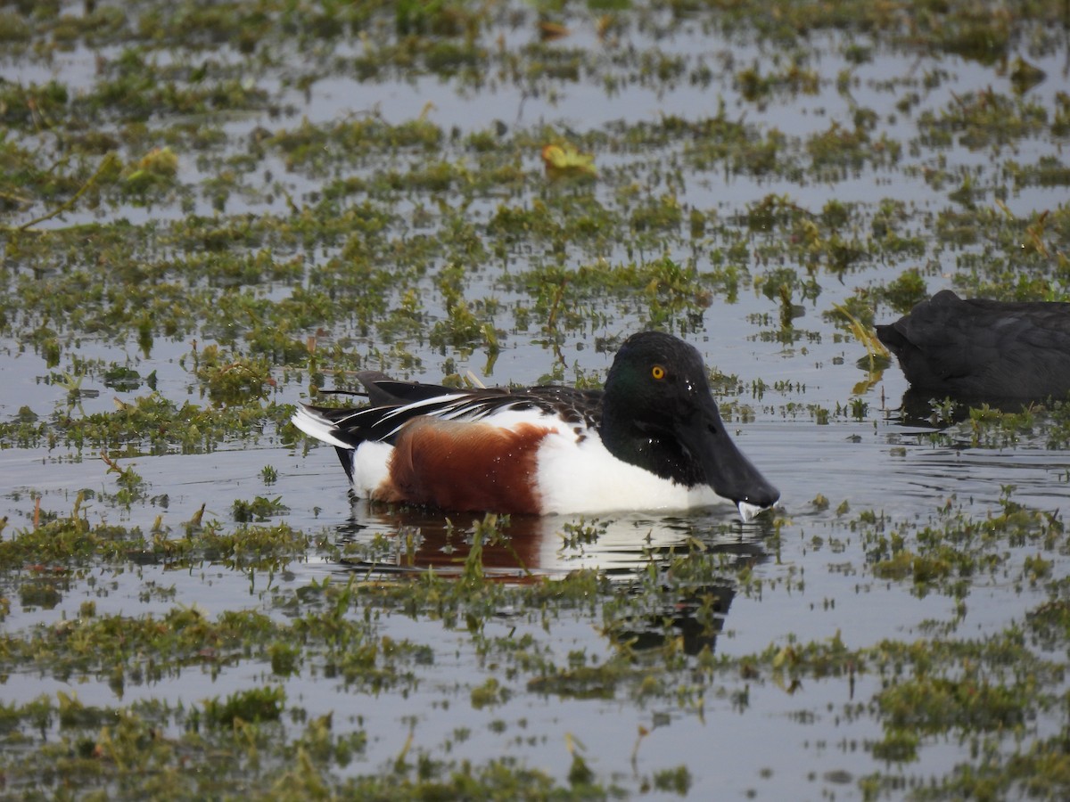 Northern Shoveler - ML646687778