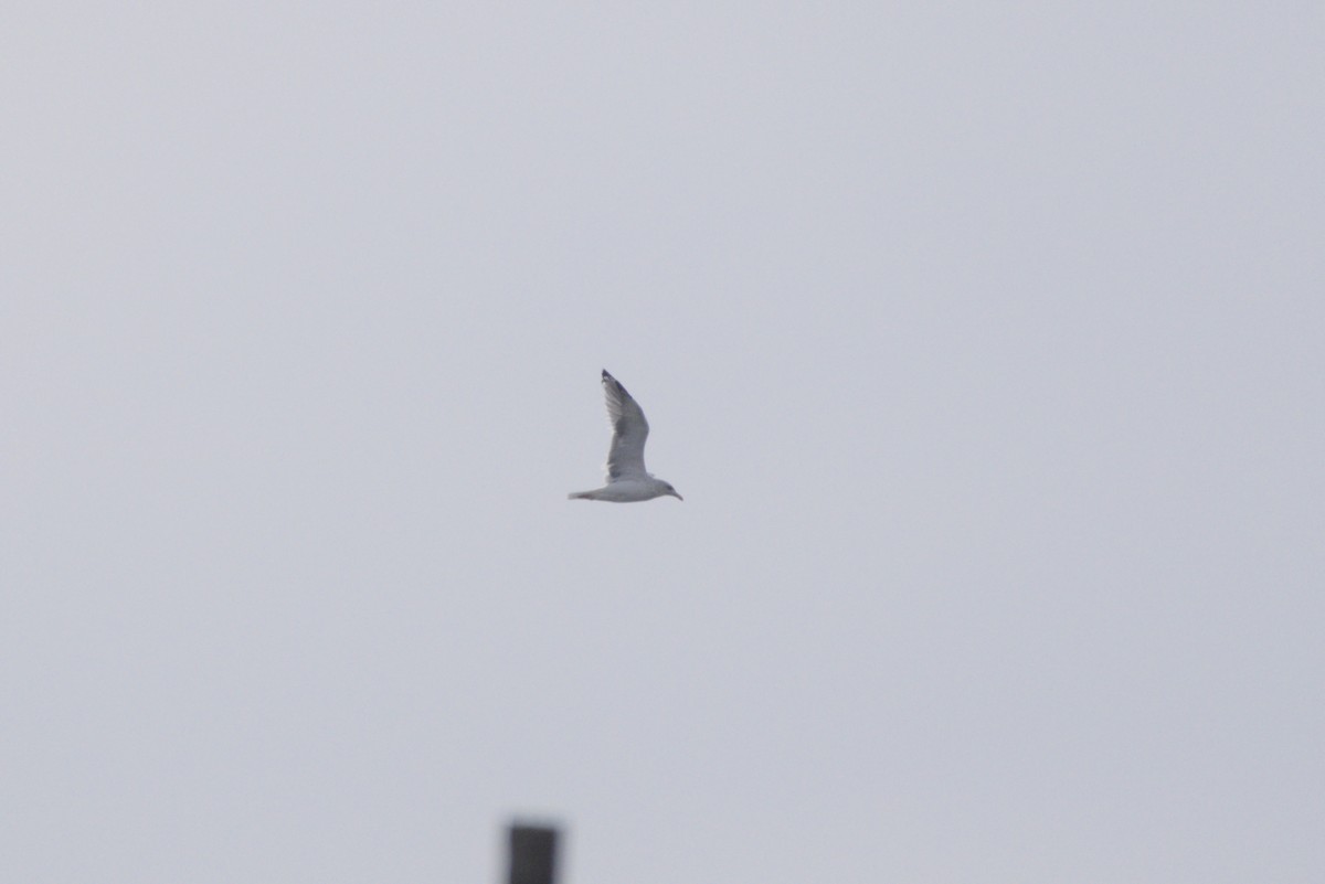 Whiskered Tern - ML646687779