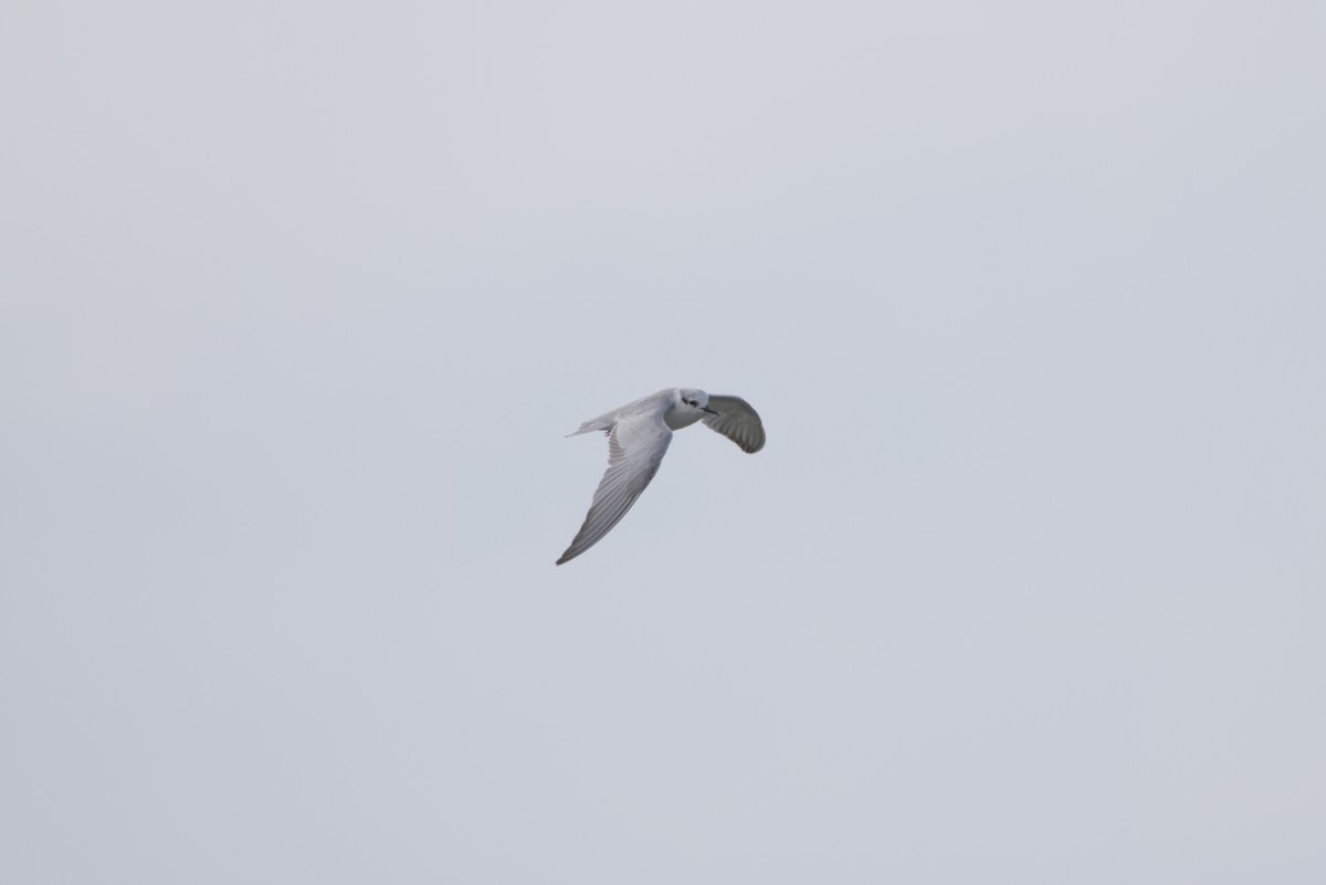 Whiskered Tern - ML646687780