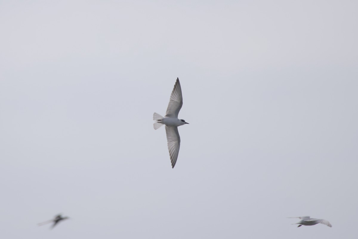 Whiskered Tern - ML646687781