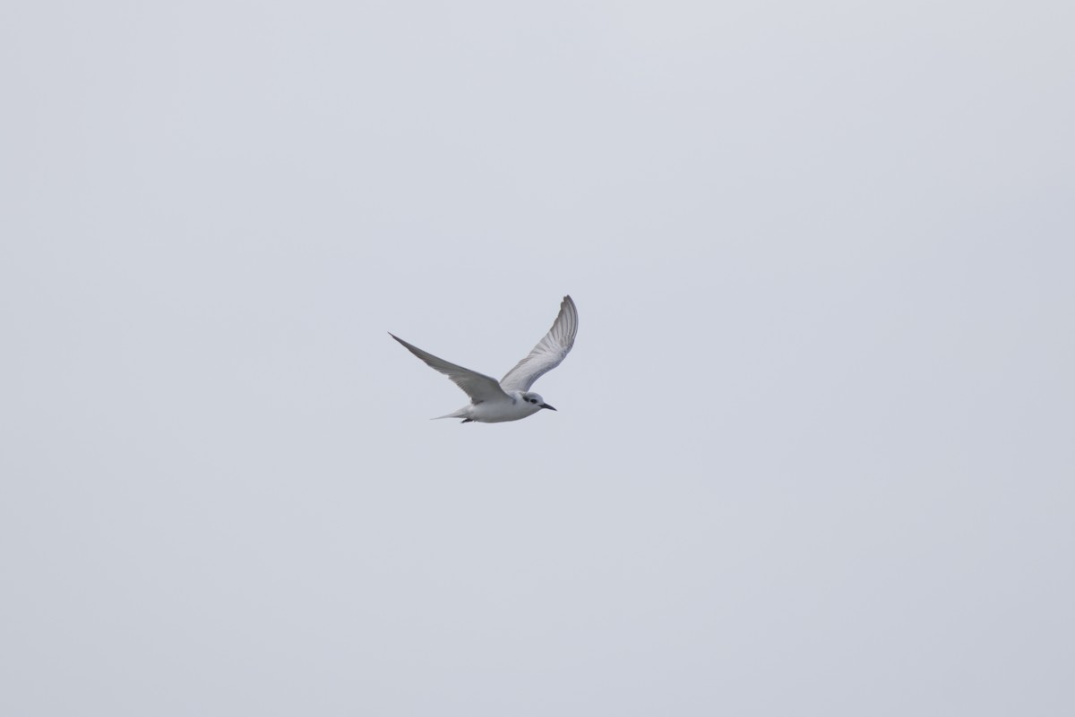 Whiskered Tern - ML646687782