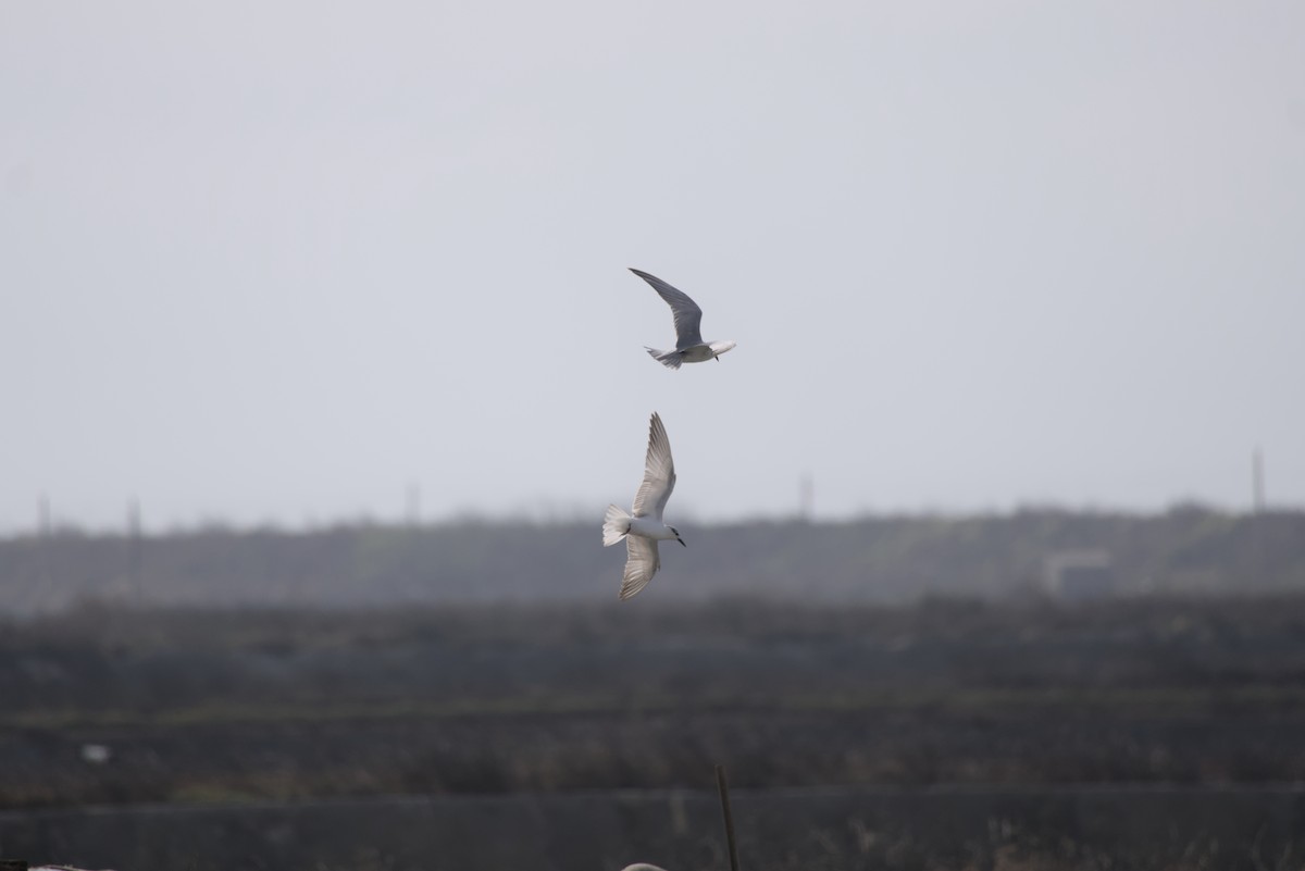 Whiskered Tern - ML646687783