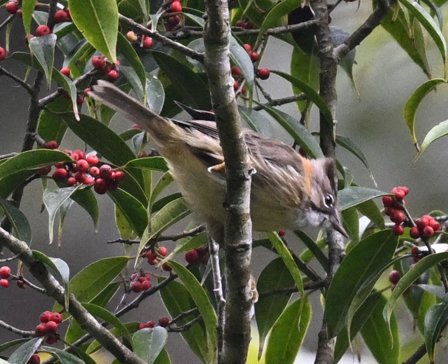 Whiskered Yuhina - ML646687788