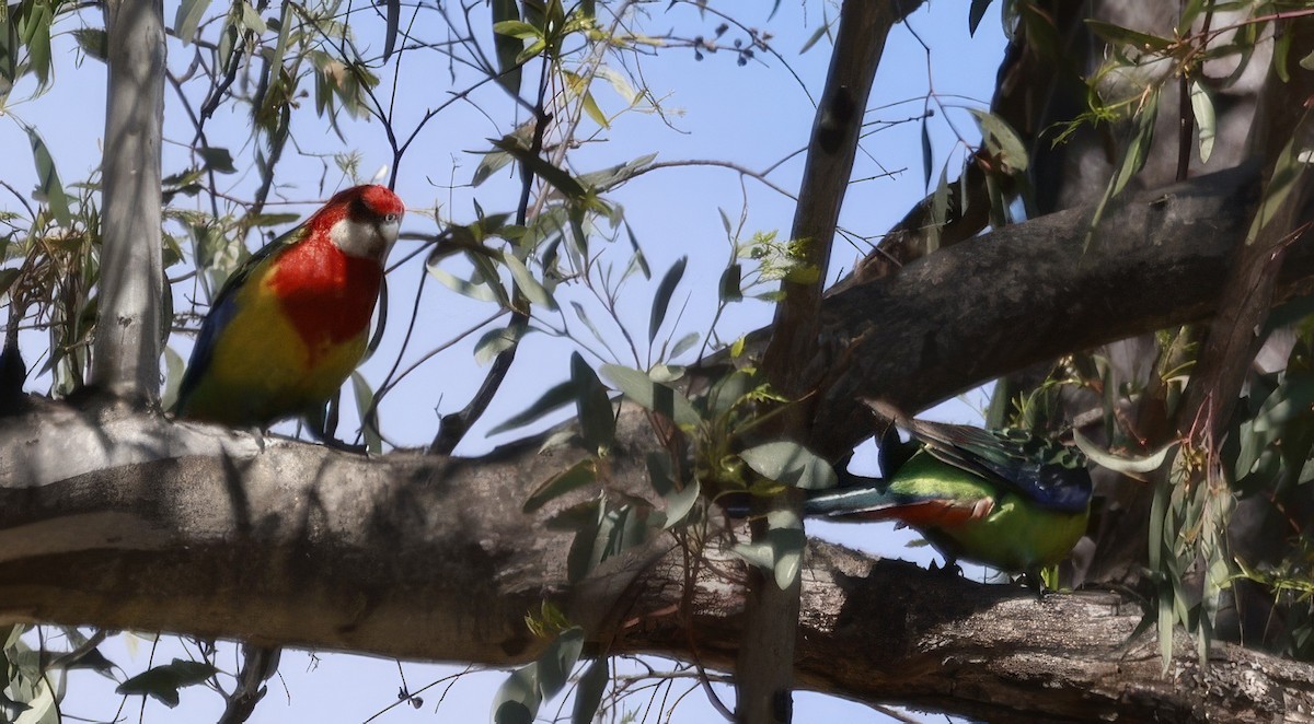 Eastern Rosella - ML646687789