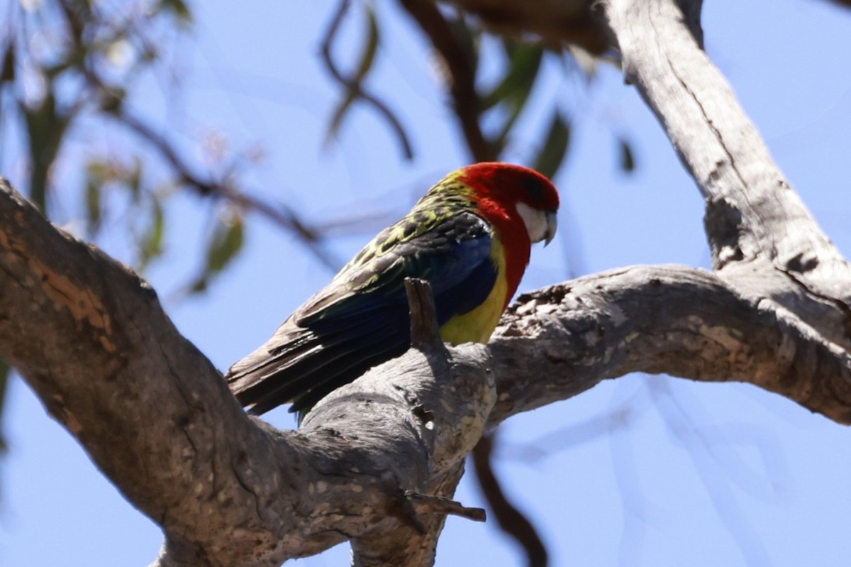 Eastern Rosella - ML646687790