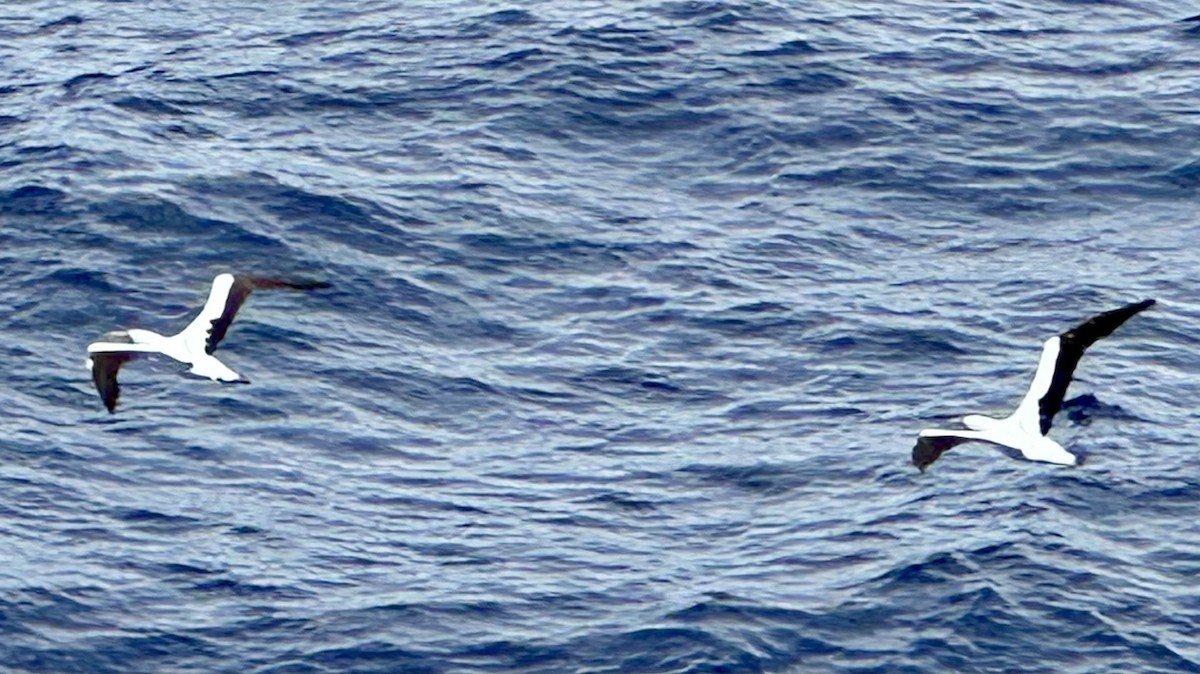 Masked Booby - ML646687792