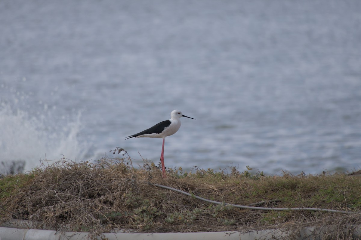 Black-winged Stilt - ML646687796