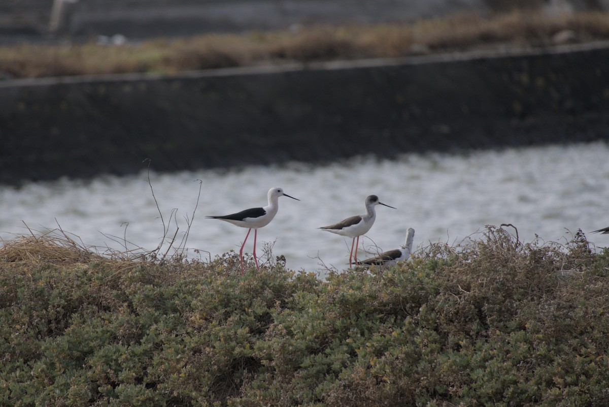 セイタカシギ - ML646687797